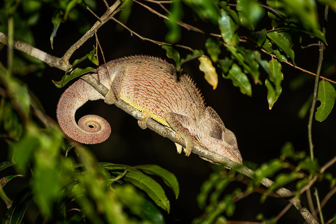 Malagasy Giant Chameleon at night, Ankarafantsika, Madagascar Found alongside a road just outside Ankarafantsika NP. On such roads, any chameleons to be found are usually all on one side, it will be the side where the sun set, and thus is the warmest. Africa,Ankarafantsika,Furcifer oustaleti,Geotagged,Madagascar,Madagascar North,Malagasy Giant Chameleon,Night,Spring,World