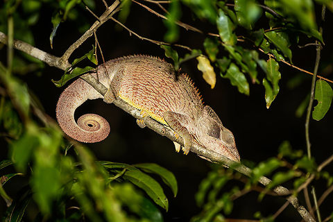 Malagasy Giant Chameleon at night, Ankarafantsika, Madagascar Found alongside a road just outside Ankarafantsika NP. On such roads, any chameleons to be found are usually all on one side, it will be the side where the sun set, and thus is the warmest. Africa,Ankarafantsika,Furcifer oustaleti,Geotagged,Madagascar,Madagascar North,Malagasy Giant Chameleon,Night,Spring,World