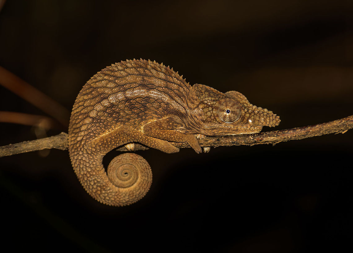 Rhinoceros chameleon, Ankarafantsika, Madagascar Found just outside Ankarafantsika NP during a night tour.  Africa,Ankarafantsika,Furcifer rhinoceratus,Geotagged,Madagascar,Madagascar North,Night,Rhinoceros chameleon,Spring,World