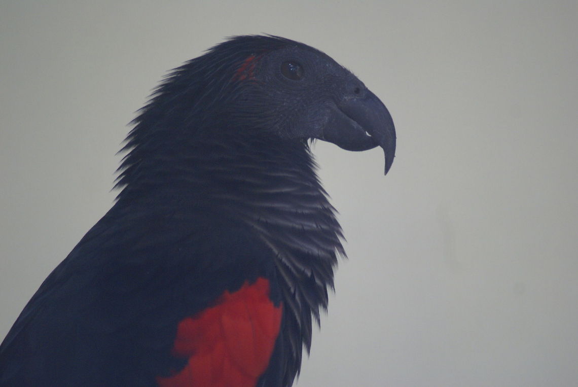 Pesquet's Parrot Also called the Vulturine Parrot. This one is in captivity in the Kuala Lumpur Bird Park. It's interesting to see how a parrot's color can change your perception of them. Birds,Malaysia,Parrots,Pesquet's Parrot,Pesquets Parrot,Psittrichas fulgidus,Vulturine Parrot