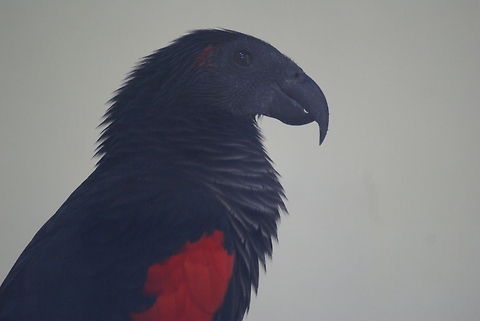 Pesquet's Parrot Also called the Vulturine Parrot. This one is in captivity in the Kuala Lumpur Bird Park. It's interesting to see how a parrot's color can change your perception of them. Birds,Malaysia,Parrots,Pesquet's Parrot,Pesquets Parrot,Psittrichas fulgidus,Vulturine Parrot