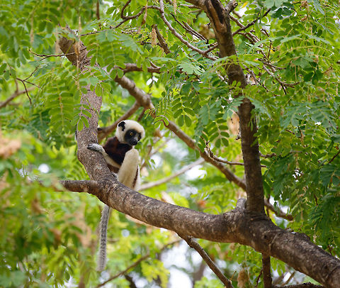 Young Coquerels sifaka, Ankarafantsika, Madagascar Found at the Ankarafantsika park entrance, where they usually hang out. This is a recent addition to the family. Africa,Ankarafantsika,Coquerels sifaka,Geotagged,Madagascar,Madagascar North,Propithecus coquereli,Spring,World
