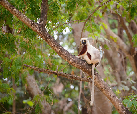 Adult Coquerels sifaka, Ankarafantsika, Madagascar Found early in the morning on our 2nd day in Ankarafantsika. They are usually in the large trees near the entrance, so quite accessible and used to people. Africa,Ankarafantsika,Coquerels sifaka,Geotagged,Madagascar,Madagascar North,Propithecus coquereli,Spring,World