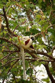 Full body shot of adult Coquerels sifaka, Ankarafantsika, Madagascar Found near the entrance of Ankarafantsika. Africa,Ankarafantsika,Coquerels sifaka,Geotagged,Madagascar,Madagascar North,Propithecus coquereli,Spring,World
