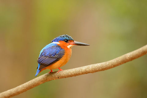 Closeup of Malagasy Kingfisher, Ankarafantsika, Madagascar We found this small kingfisher whilst we were waiting for our guide to arrive for a tour early in the morning on our 2nd day in Ankarafantsika NP. I took about 10 shots, each time moving closer one step whilst maintaining eye contact during the process. This is as far as it allowed me :) Africa,Alcedo vintsioides,Ankarafantsika,Corythornis vintsioides,Geotagged,Madagascar,Madagascar North,Malagasy Kingfisher,Malagasy kingfisher,Spring,World