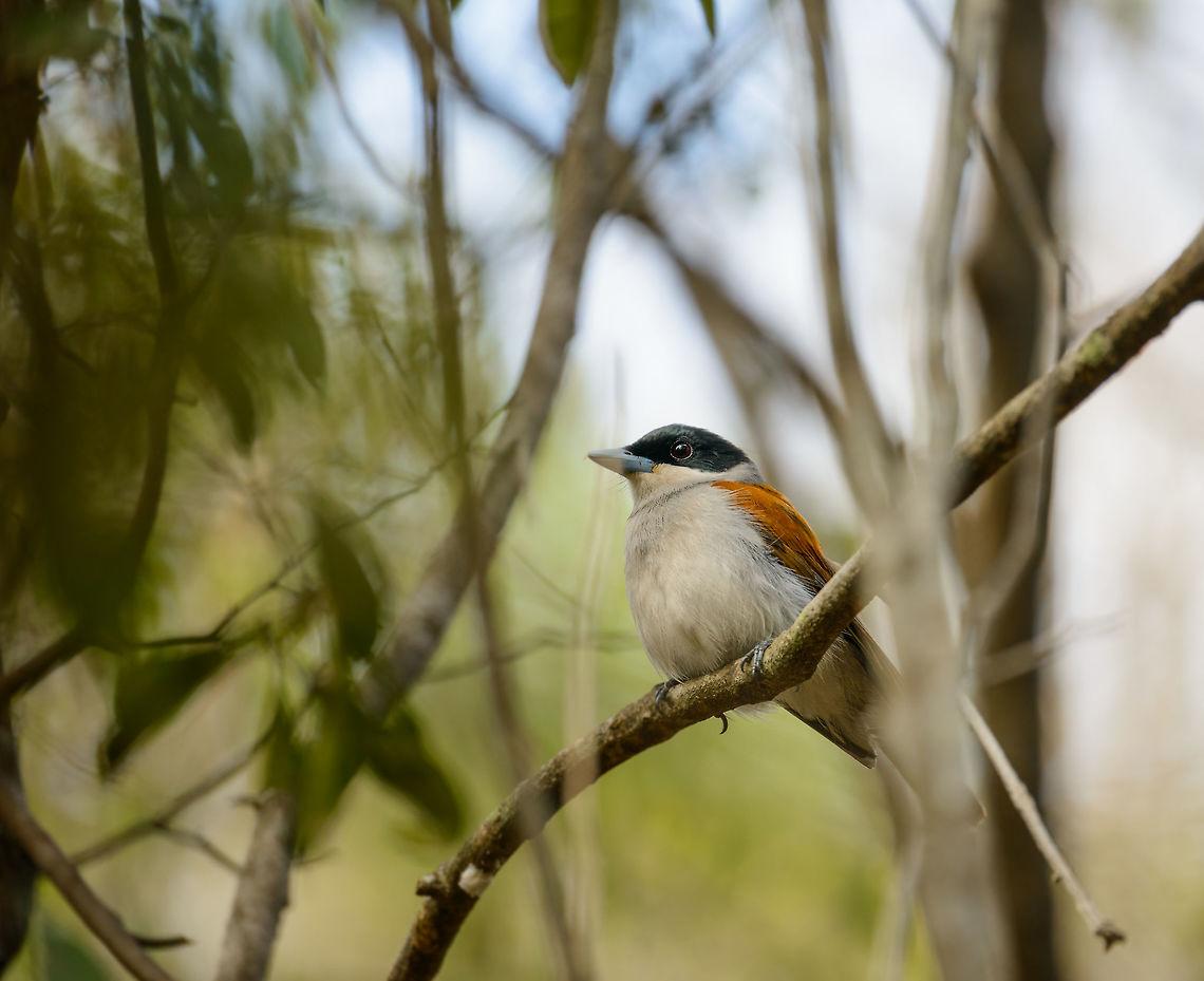 Rufous vanga, Ankarafantsika, Madagascar In my opinion, one of our highlights of our 2nd trip through Madagascar, since I love the whole family of vanga birds. This is the female, as males have a dark patch near the throat:<br />
<figure class="photo"><a href="https://www.jungledragon.com/image/39533/rufous_vanga_-_side_view_ankarafantsika_madagascar.html" title="Rufous vanga - side view, Ankarafantsika, Madagascar"><img src="https://s3.amazonaws.com/media.jungledragon.com/images/2/39533_thumb.jpg?AWSAccessKeyId=05GMT0V3GWVNE7GGM1R2&Expires=1759968010&Signature=fTXqDRr3DxLx3T%2BmlYxTVAydu8c%3D" width="200" height="134" alt="Rufous vanga - side view, Ankarafantsika, Madagascar Male Rufous Vanga, female nearby:<br />
https://www.jungledragon.com/image/39520/rufous_vanga_ankarafantsika_madagascar.html Africa,Ankarafantsika,Geotagged,Madagascar,Madagascar North,Rufous vanga,Schetba rufa,Spring,World" /></a></figure> Africa,Ankarafantsika,Geotagged,Madagascar,Madagascar North,Rufous vanga,Schetba rufa,Spring,World
