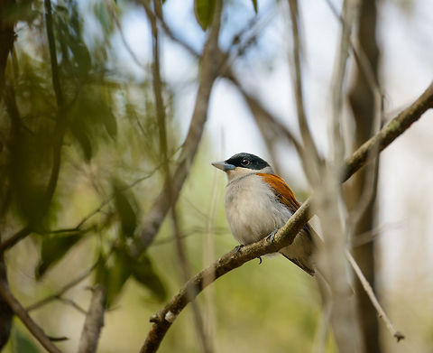 Rufous vanga, Ankarafantsika, Madagascar In my opinion, one of our highlights of our 2nd trip through Madagascar, since I love the whole family of vanga birds. This is the female, as males have a dark patch near the throat:
https://www.jungledragon.com/image/39533/rufous_vanga_-_side_view_ankarafantsika_madagascar.html Africa,Ankarafantsika,Geotagged,Madagascar,Madagascar North,Rufous vanga,Schetba rufa,Spring,World