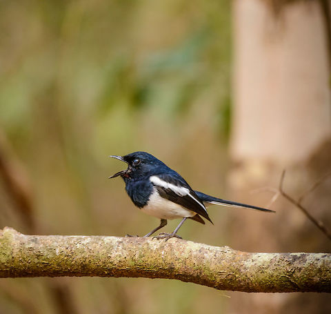 Madagascar Magpie-Robin - male calling, Ankarafantsika, Madagascar The female was nearby, with a beak full of nest building material. Africa,Ankarafantsika,Copsychus albospecularis,Geotagged,Madagascar,Madagascar Magpie-Robin,Madagascar North,Spring,World