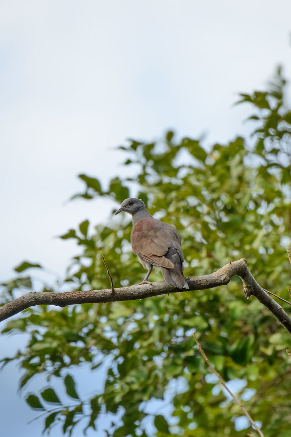 Malagasy turtle dove - juvenile, Ankarafantsika, Madagascar Found during our 2nd day in Ankarafantsika NP. Africa,Ankarafantsika,Geotagged,Madagascar,Madagascar North,Malagasy turtle dove,Nesoenas picturatus,Spring,World