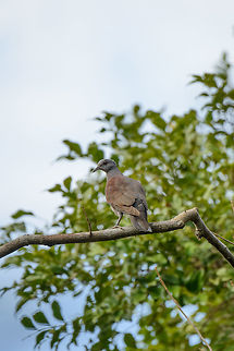 Malagasy turtle dove - juvenile, Ankarafantsika, Madagascar Found during our 2nd day in Ankarafantsika NP. Africa,Ankarafantsika,Geotagged,Madagascar,Madagascar North,Malagasy turtle dove,Nesoenas picturatus,Spring,World