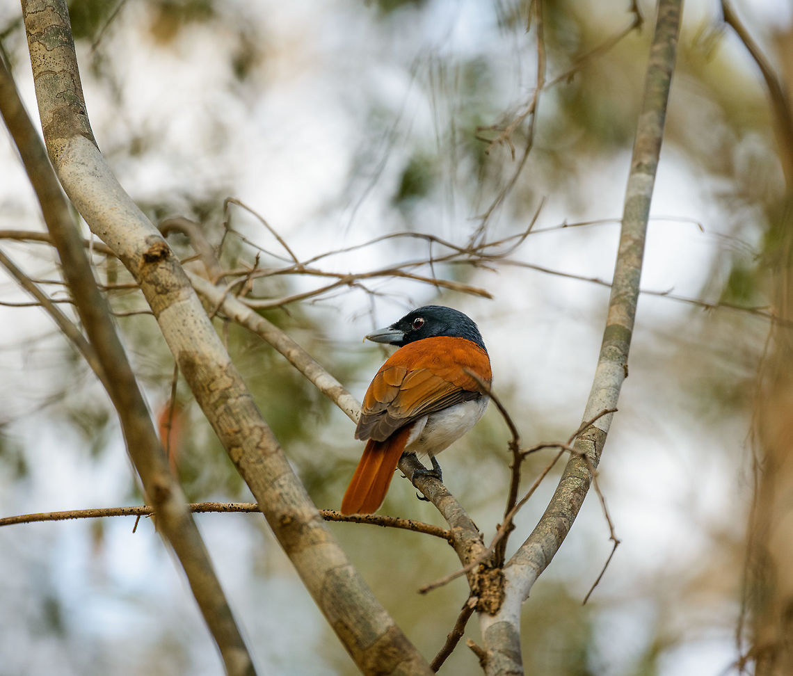 Rufous vanga - back shot, Ankarafantsika, Madagascar Showing its thick orange feathers. This is a fairly large and robust bird. This is the male. You can&#039;t see it from this angle, but it has an extended black patch at the throat. Africa,Ankarafantsika,Geotagged,Madagascar,Madagascar North,Rufous vanga,Schetba rufa,Spring,World