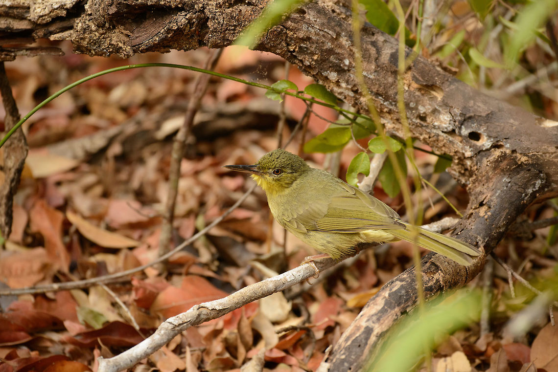 Long-billed Tetraka, Ankarafantsika, Madagascar  Africa,Ankarafantsika,Bernieria madagascariensis,Geotagged,Long-billed bernieria,Madagascar,Madagascar North,Spring,World