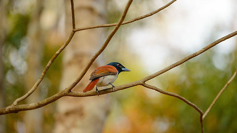 Rufous vanga - male, Ankarafantsika, Madagascar A wide (16:9) view of this male Rufous Vanga found in Ankarafantsika, Madagascar. Africa,Ankarafantsika,Geotagged,Madagascar,Madagascar North,Rufous vanga,Schetba rufa,Spring,World