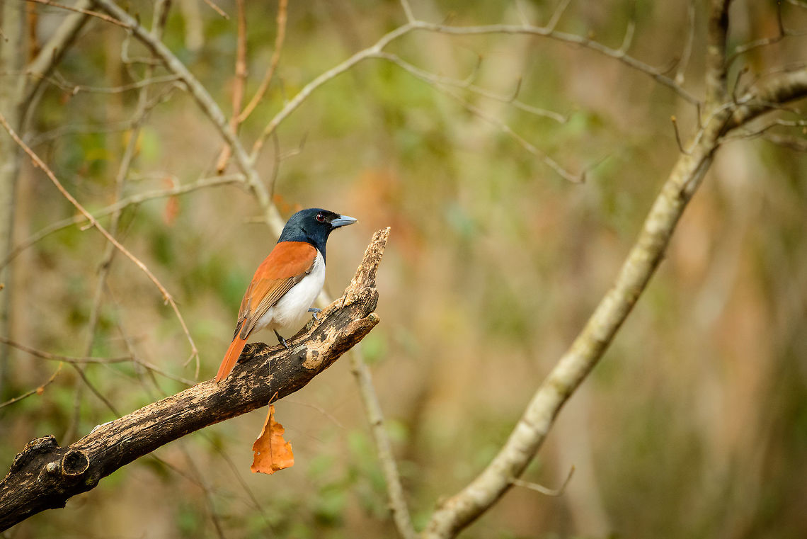 Rufous vanga - side view, Ankarafantsika, Madagascar Male Rufous Vanga, female nearby:<br />
<figure class="photo"><a href="https://www.jungledragon.com/image/39520/rufous_vanga_ankarafantsika_madagascar.html" title="Rufous vanga, Ankarafantsika, Madagascar"><img src="https://s3.amazonaws.com/media.jungledragon.com/images/2/39520_thumb.jpg?AWSAccessKeyId=05GMT0V3GWVNE7GGM1R2&Expires=1759968010&Signature=eQgsB%2Fh6jb9X503X%2BBh1p2iA0k8%3D" width="200" height="164" alt="Rufous vanga, Ankarafantsika, Madagascar In my opinion, one of our highlights of our 2nd trip through Madagascar, since I love the whole family of vanga birds. This is the female, as males have a dark patch near the throat:<br />
https://www.jungledragon.com/image/39533/rufous_vanga_-_side_view_ankarafantsika_madagascar.html Africa,Ankarafantsika,Geotagged,Madagascar,Madagascar North,Rufous vanga,Schetba rufa,Spring,World" /></a></figure> Africa,Ankarafantsika,Geotagged,Madagascar,Madagascar North,Rufous vanga,Schetba rufa,Spring,World