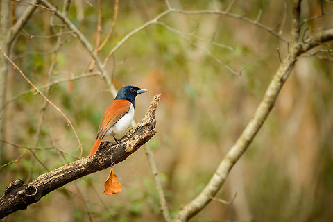Rufous vanga - side view, Ankarafantsika, Madagascar Male Rufous Vanga, female nearby:
https://www.jungledragon.com/image/39520/rufous_vanga_ankarafantsika_madagascar.html Africa,Ankarafantsika,Geotagged,Madagascar,Madagascar North,Rufous vanga,Schetba rufa,Spring,World