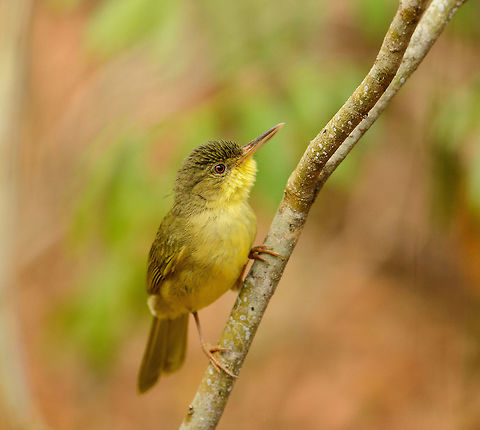 Long-billed Tetraka closeup, Ankarafantsika, Madagascar A very agile forest bird, always rapidly hopping between small twigs. Africa,Ankarafantsika,Bernieria madagascariensis,Geotagged,Long-billed bernieria,Madagascar,Madagascar North,Spring,World