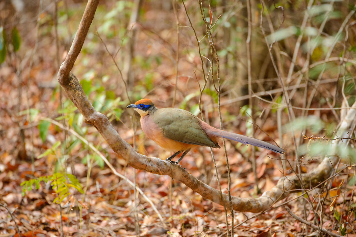Red-capped coua low pose, Ankarafantsika, Madagascar  Africa,Ankarafantsika,Coua ruficeps,Geotagged,Madagascar,Madagascar North,Red-capped coua,Spring,World