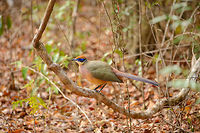 Red-capped coua low pose, Ankarafantsika, Madagascar  Africa,Ankarafantsika,Coua ruficeps,Geotagged,Madagascar,Madagascar North,Red-capped coua,Spring,World