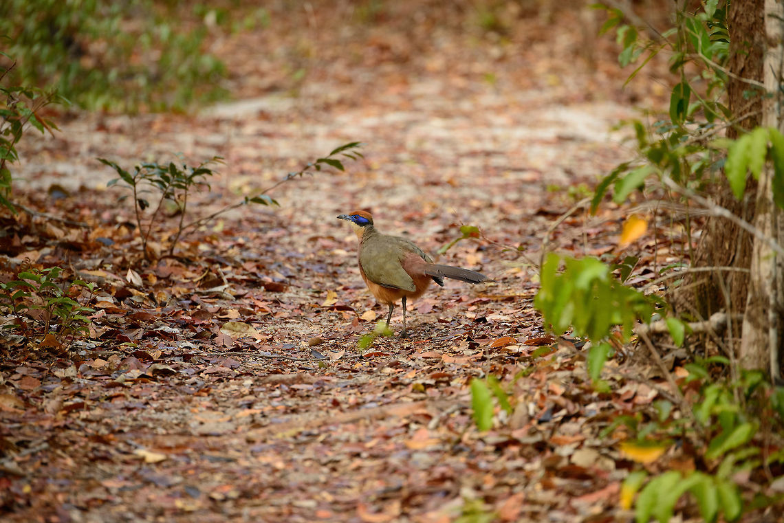 Meeting the Red-capped coua, Ankarafantsika, Madagascar After chasing it through the dry bush where the view is always obscured, finally this ground dweller come on the open path, yet still far ahead of us. After a bit more stealth and taking careful steps forward, it did a brief pose:<br />
<figure class="photo"><a href="https://www.jungledragon.com/image/39539/red-capped_coua_low_pose_ankarafantsika_madagascar.html" title="Red-capped coua low pose, Ankarafantsika, Madagascar"><img src="https://s3.amazonaws.com/media.jungledragon.com/images/2/39539_thumb.jpg?AWSAccessKeyId=05GMT0V3GWVNE7GGM1R2&Expires=1759968010&Signature=msqEN5z5pJhGLfqBLqk%2BCVx5sQ4%3D" width="200" height="134" alt="Red-capped coua low pose, Ankarafantsika, Madagascar  Africa,Ankarafantsika,Coua ruficeps,Geotagged,Madagascar,Madagascar North,Red-capped coua,Spring,World" /></a></figure> Africa,Ankarafantsika,Coua ruficeps,Geotagged,Madagascar,Madagascar North,Red-capped coua,Spring,World