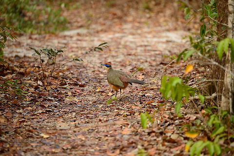 Meeting the Red-capped coua, Ankarafantsika, Madagascar After chasing it through the dry bush where the view is always obscured, finally this ground dweller come on the open path, yet still far ahead of us. After a bit more stealth and taking careful steps forward, it did a brief pose:
https://www.jungledragon.com/image/39539/red-capped_coua_low_pose_ankarafantsika_madagascar.html Africa,Ankarafantsika,Coua ruficeps,Geotagged,Madagascar,Madagascar North,Red-capped coua,Spring,World