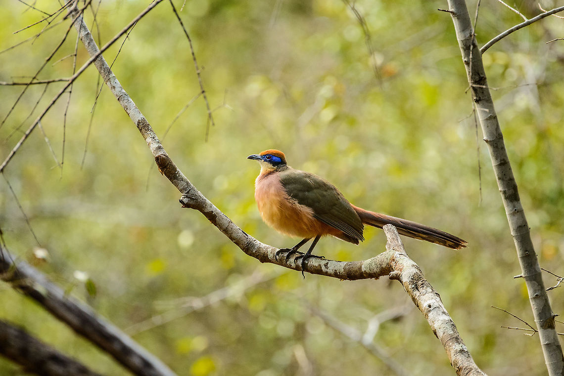 Red-capped coua high pose, Ankarafantsika, Madagascar Quite pleased with this one, it took a lot of effort to get this bird into a usable view. Africa,Ankarafantsika,Coua ruficeps,Geotagged,Madagascar,Madagascar North,Red-capped coua,Spring,World