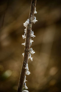Flower bugs in Ankarafantsika, Madagascar  Africa,Ankarafantsika,Flatida coccinea,Flower bug,Geotagged,Madagascan Flatid Leaf-Bug,Madagascar,Madagascar North,Phromnia rosea,Spring,World