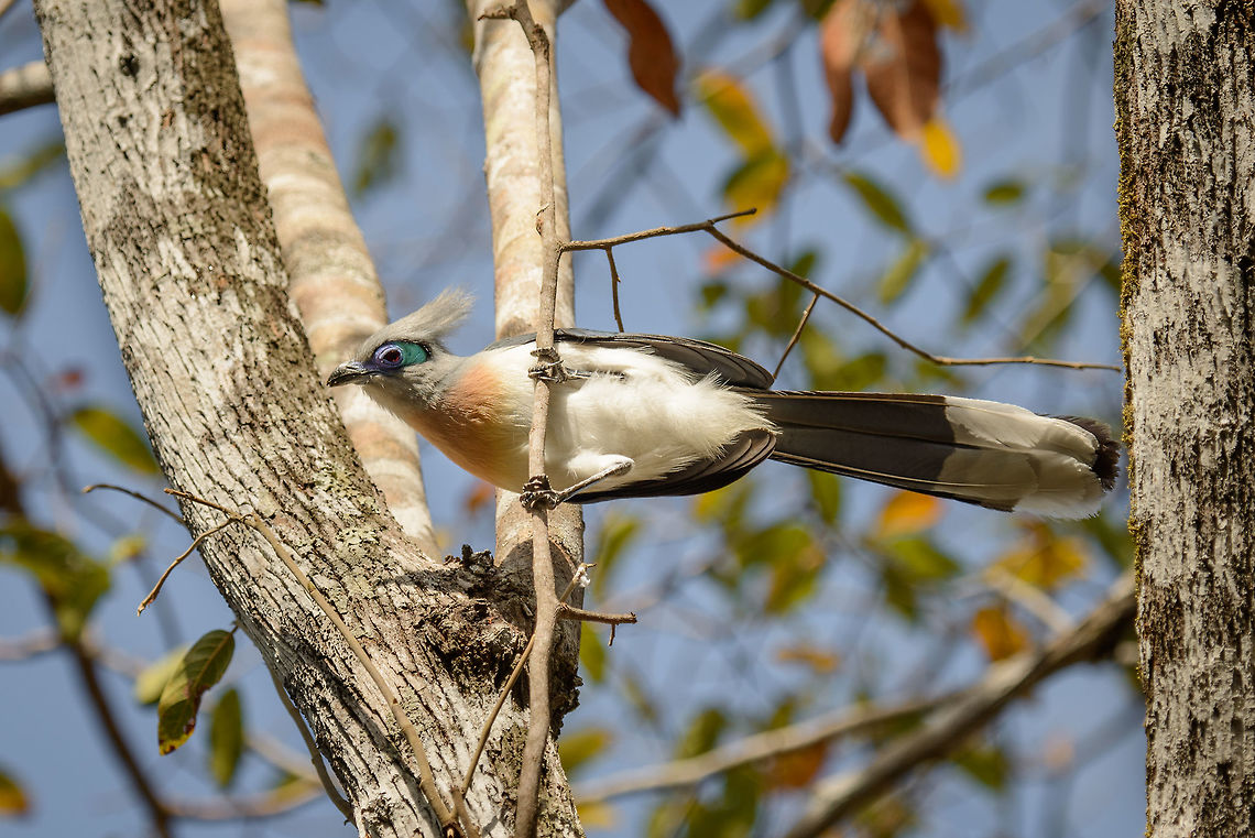 Crested Coua, Ankarafantsika, Madagascar Finally a clear view of this bird. We had seen it often but its usually high up and always obscured by something. Africa,Ankarafantsika,Coua cristata,Crested Coua,Geotagged,Madagascar,Madagascar North,Spring,World