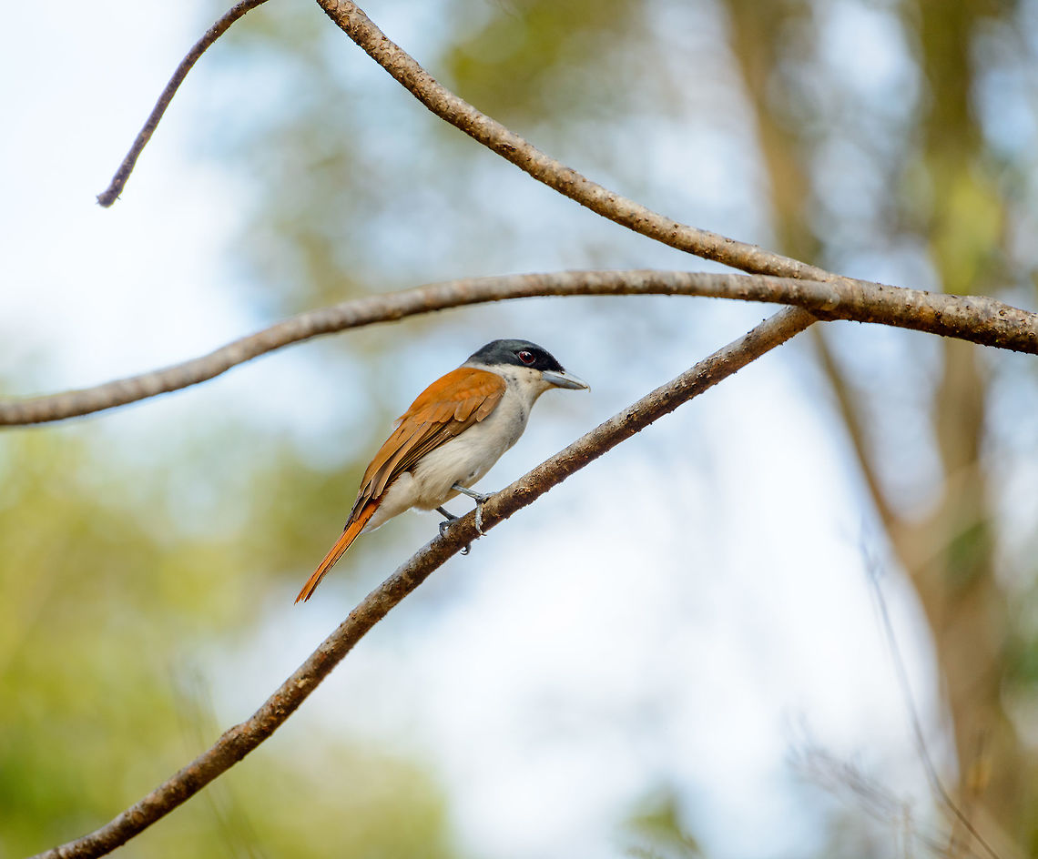 Female Rufous Vanga, Ankarafantsika, Madagascar Our 2nd meeting on this day with this bird. Africa,Ankarafantsika,Geotagged,Madagascar,Madagascar North,Rufous vanga,Schetba rufa,Spring,World