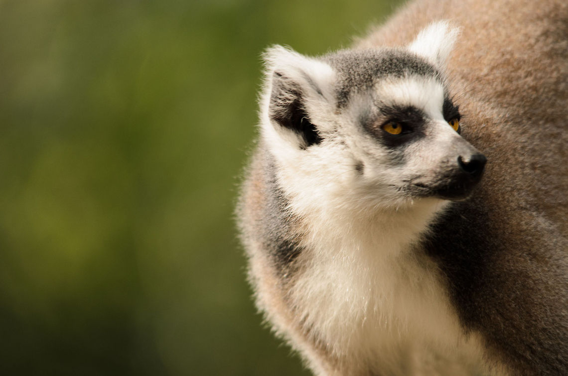Ring-tailed Lemur sideview  Geotagged,Lemur catta,Monkeys,Papegaaienpark VeldHoven,Parrot Park Veldhoven,Ring-tailed lemur,The Netherlands,lemur