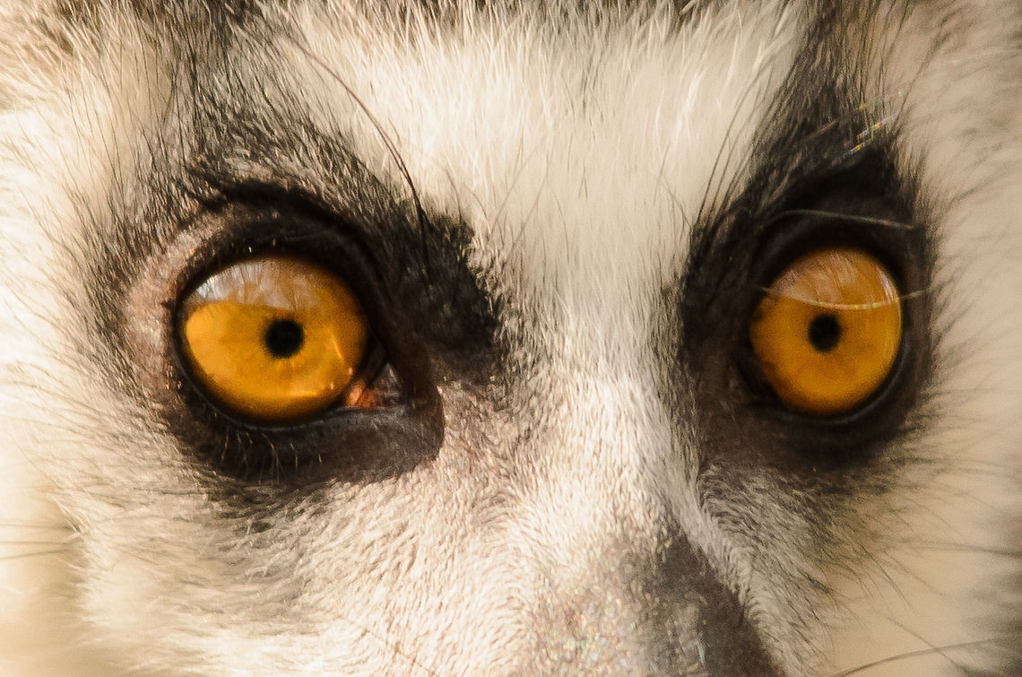 The greatest assets Lemurs are often mentioned for their beautiful bright eyes, so why not have an ultra close look... Geotagged,Lemur catta,Papegaaienpark VeldHoven,Parrot Park Veldhoven,Ring-tailed lemur,The Netherlands