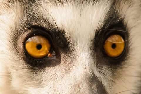 The greatest assets Lemurs are often mentioned for their beautiful bright eyes, so why not have an ultra close look... Geotagged,Lemur catta,Papegaaienpark VeldHoven,Parrot Park Veldhoven,Ring-tailed lemur,The Netherlands
