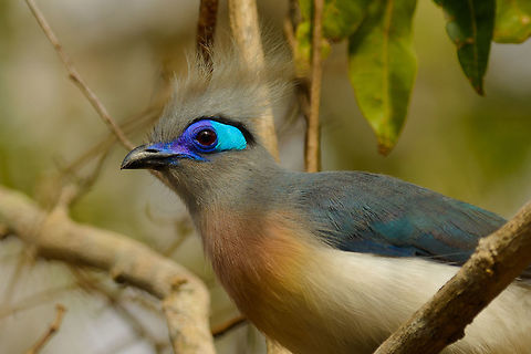 Crested Coua closeup II, Ankarafantsika, Madagascar Cropped closeup to show the details of the Crested Coua head. Africa,Ankarafantsika,Coua cristata,Crested Coua,Geotagged,Madagascar,Madagascar North,Spring,World