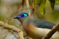 Crested Coua closeup II, Ankarafantsika, Madagascar Cropped closeup to show the details of the Crested Coua head. Africa,Ankarafantsika,Coua cristata,Crested Coua,Geotagged,Madagascar,Madagascar North,Spring,World