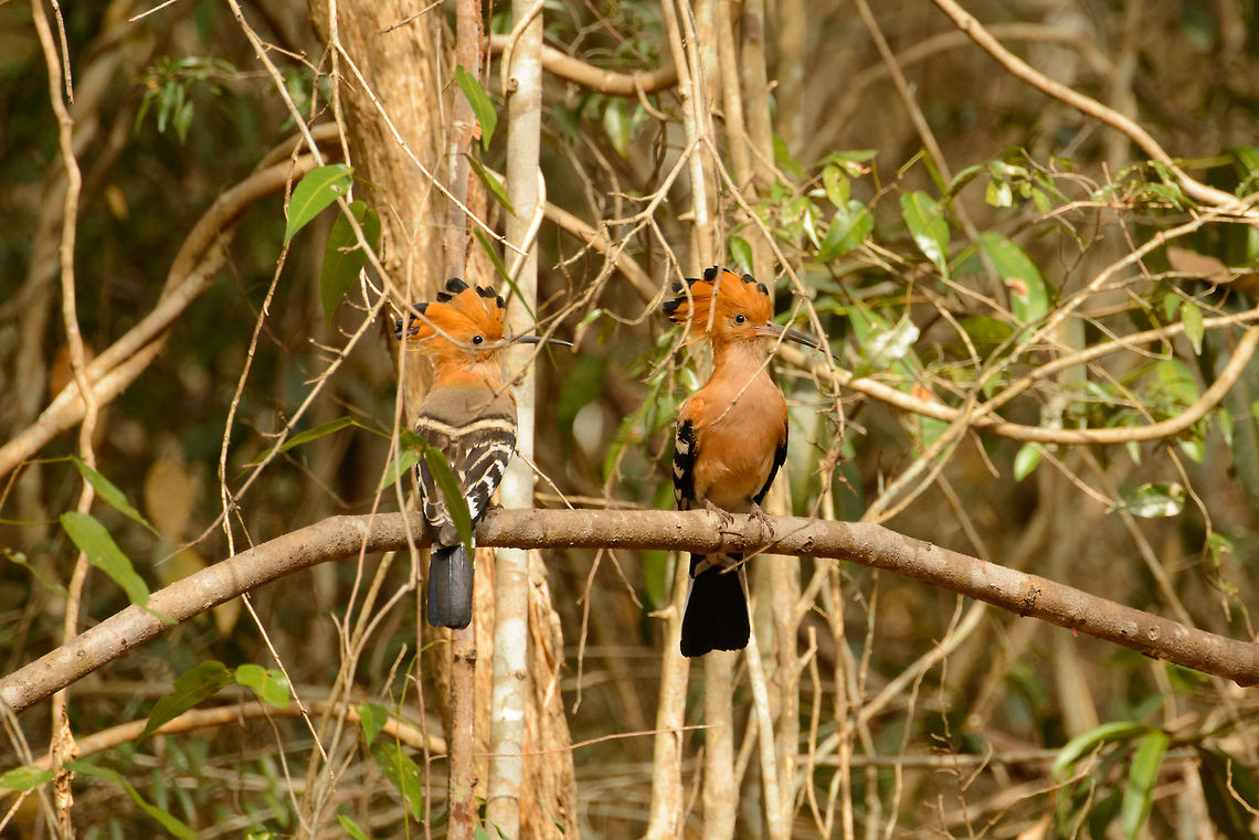 Madagascan hoopoe couple, Ankarafantsika, Madagascar Sadly they were partly obstructed by some twigs, but I&#039;d like to share this charming couple anyway.  Africa,Ankarafantsika,Geotagged,Madagascan hoopoe,Madagascar,Madagascar North,Spring,Upupa epops marginata,World