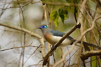 Crested Coua closeup, Ankarafantsika, Madagascar A rare moment in which you got a clear view of this hyper active bird. Cropped closeup:<br />
https://www.jungledragon.com/image/39622/crested_coua_closeup_ii_ankarafantsika_madagascar.html Africa,Ankarafantsika,Coua cristata,Crested Coua,Geotagged,Madagascar,Madagascar North,Spring,World