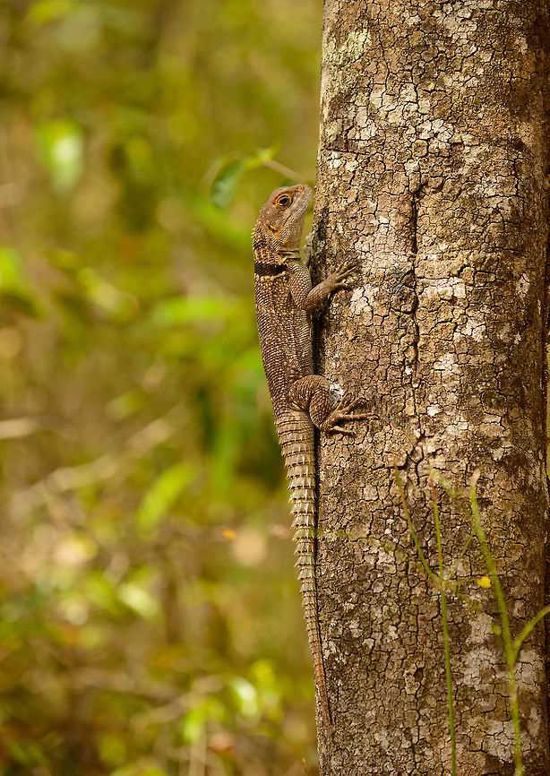 Collared iguanid lizard on tree, Ankarafantsika, Madagascar  Africa,Ankarafantsika,Collared iguanid lizard,Geotagged,Madagascar,Madagascar North,Oplurus cuvieri,Spring,World