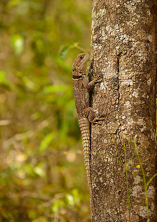 Collared iguanid lizard on tree, Ankarafantsika, Madagascar  Africa,Ankarafantsika,Collared iguanid lizard,Geotagged,Madagascar,Madagascar North,Oplurus cuvieri,Spring,World