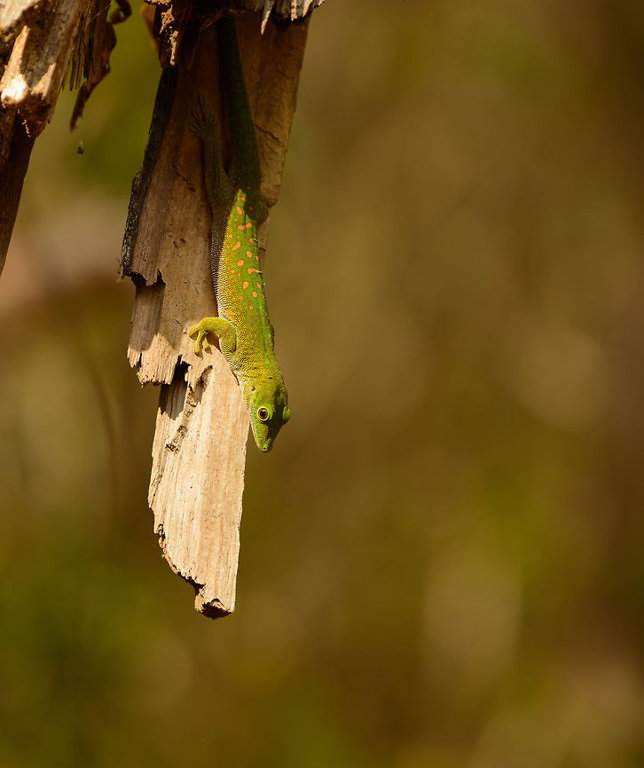 Day gecko, Ankarafantsika,Madagascar Probably a Speckled day gecko (Phelsuma guttata), but I will verify it with an expert. Africa,Ankarafantsika,Geotagged,Kochs giant day gecko,Madagascar,Madagascar North,Phelsuma madagascariensis kochi,Spring,World