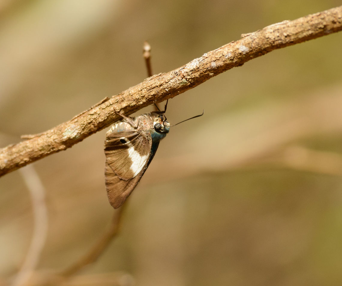 Skipper butterfly in Ankarafantsika, Madagascar Hanging upside down a twig. Brown wings with a thick white stripe. Blue-ish neck. Africa,Ankarafantsika,Coeliades ernesti,Geotagged,Madagascar,Madagascar North,Spring,World