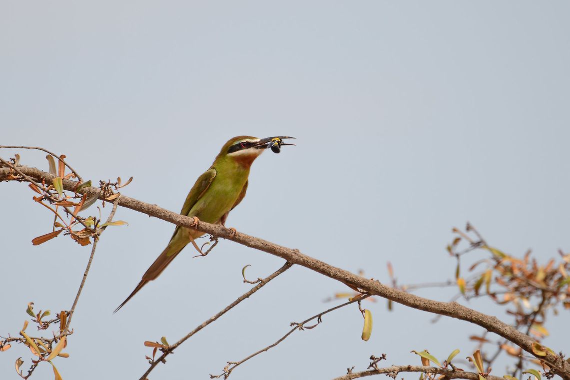 Madagascar Bee-eater with a catch, Ankarafantsika, Madagascar  Africa,Ankarafantsika,Geotagged,Madagascar,Madagascar North,Merops superciliosus,Olive Bee-eater,Spring,World