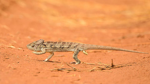 Malagasy Giant Chameleon crossing path - closeup, Ankarafantsika, Madagascar  Africa,Ankarafantsika,Furcifer oustaleti,Geotagged,Madagascar,Madagascar North,Malagasy Giant Chameleon,Spring,World