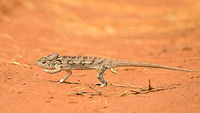 Malagasy Giant Chameleon crossing path - closeup, Ankarafantsika, Madagascar  Africa,Ankarafantsika,Furcifer oustaleti,Geotagged,Madagascar,Madagascar North,Malagasy Giant Chameleon,Spring,World