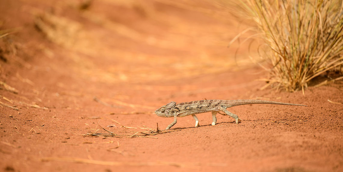 Malagasy Giant Chameleon crossing path, Ankarafantsika, Madagascar Closeup:<br />
<figure class="photo"><a href="https://www.jungledragon.com/image/39637/malagasy_giant_chameleon_crossing_path_-_closeup_ankarafantsika_madagascar.html" title="Malagasy Giant Chameleon crossing path - closeup, Ankarafantsika, Madagascar"><img src="https://s3.amazonaws.com/media.jungledragon.com/images/2/39637_thumb.jpg?AWSAccessKeyId=05GMT0V3GWVNE7GGM1R2&Expires=1759968010&Signature=BEkE1pxj6g8XmLu7tsF4Bm9R4CQ%3D" width="200" height="114" alt="Malagasy Giant Chameleon crossing path - closeup, Ankarafantsika, Madagascar  Africa,Ankarafantsika,Furcifer oustaleti,Geotagged,Madagascar,Madagascar North,Malagasy Giant Chameleon,Spring,World" /></a></figure> Africa,Ankarafantsika,Furcifer oustaleti,Geotagged,Madagascar,Madagascar North,Malagasy Giant Chameleon,Spring,World