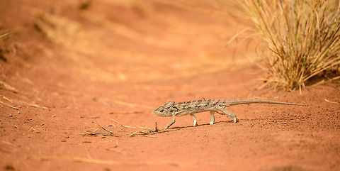 Malagasy Giant Chameleon crossing path, Ankarafantsika, Madagascar Closeup:
https://www.jungledragon.com/image/39637/malagasy_giant_chameleon_crossing_path_-_closeup_ankarafantsika_madagascar.html Africa,Ankarafantsika,Furcifer oustaleti,Geotagged,Madagascar,Madagascar North,Malagasy Giant Chameleon,Spring,World