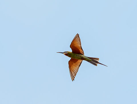 Madagascar Bee-eater in flight, Ankarafantsika, Madagascar  Africa,Ankarafantsika,Geotagged,Madagascar,Madagascar North,Merops superciliosus,Olive Bee-eater,Spring,World