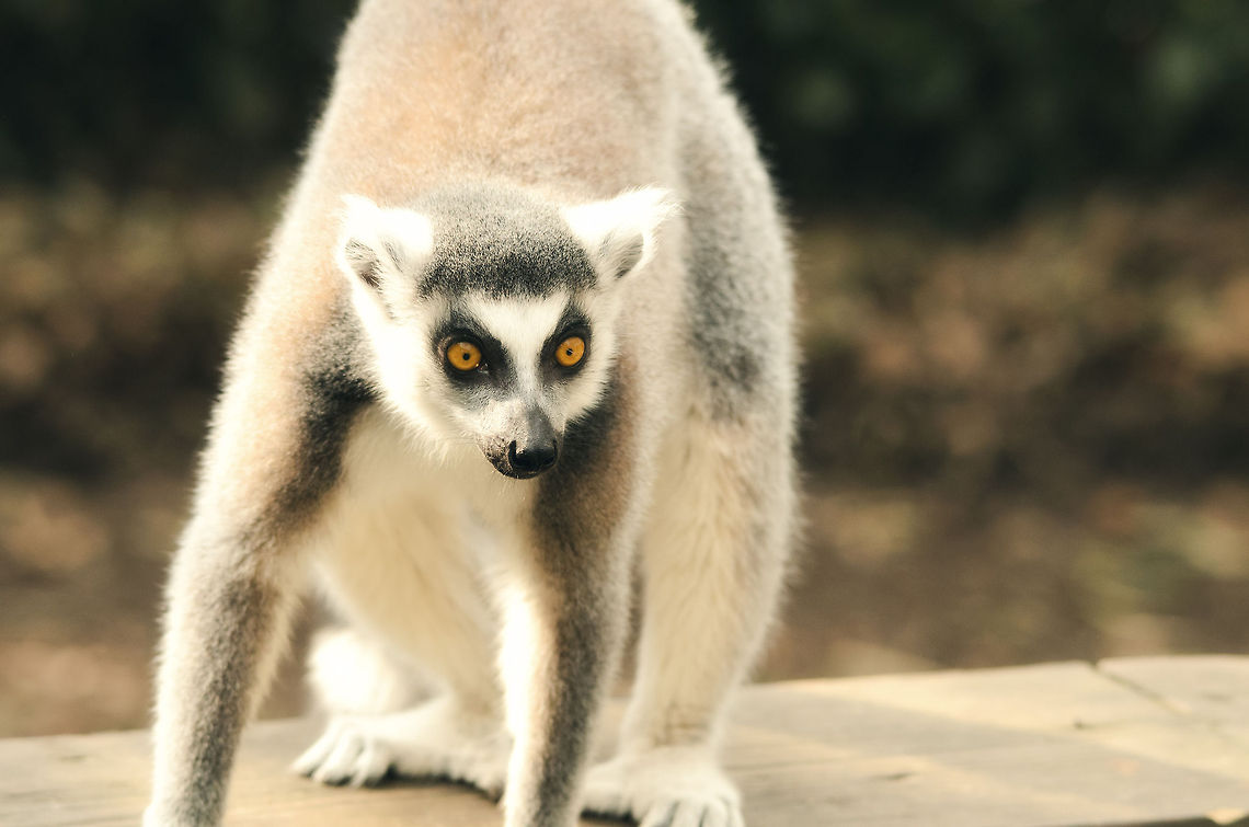 Ring-tailed Lemur about to launch in an epic jump Just like cats, Lemurs appear easy going and slow, only to explode into action in an instant. Geotagged,Lemur catta,Monkeys,Papegaaienpark VeldHoven,Parrot Park Veldhoven,Ring-tailed lemur,The Netherlands,lemur