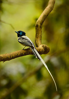 Malagasy paradise flycatcher, male white morph, Ankarafantsika, Madagascar Finally. We've seen white morphs of flycatchers in Sri Lanka (asian flycatcher) and Madagascar on several occasions but never got a clear shot until this day. Female nesting nearby:
https://www.jungledragon.com/image/39661/malagasy_paradise_flycatcher_female_ankarafantsika_madagascar.html Africa,Ankarafantsika,Geotagged,Madagascar,Madagascar North,Malagasy paradise flycatcher,Spring,Terpsiphone mutata,World