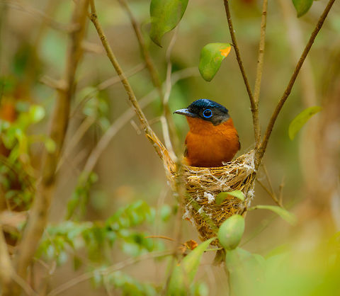 Malagasy Paradise flycatcher (female), Ankarafantsika, Madagascar On her small nest. They are pretty nervous birds, but as we saw her nesting here, we knew she would come back, and she did in only a matter of minutes. The male also stayed close:
https://www.jungledragon.com/image/39660/malagasy_paradise_flycatcher_male_white_morph_ankarafantsika_madagascar.html Africa,Ankarafantsika,Geotagged,Madagascar,Madagascar North,Malagasy paradise flycatcher,Spring,Terpsiphone mutata,World