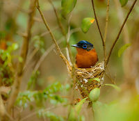 Malagasy Paradise flycatcher (female), Ankarafantsika, Madagascar On her small nest. They are pretty nervous birds, but as we saw her nesting here, we knew she would come back, and she did in only a matter of minutes. The male also stayed close:<br />
https://www.jungledragon.com/image/39660/malagasy_paradise_flycatcher_male_white_morph_ankarafantsika_madagascar.html Africa,Ankarafantsika,Geotagged,Madagascar,Madagascar North,Malagasy paradise flycatcher,Spring,Terpsiphone mutata,World