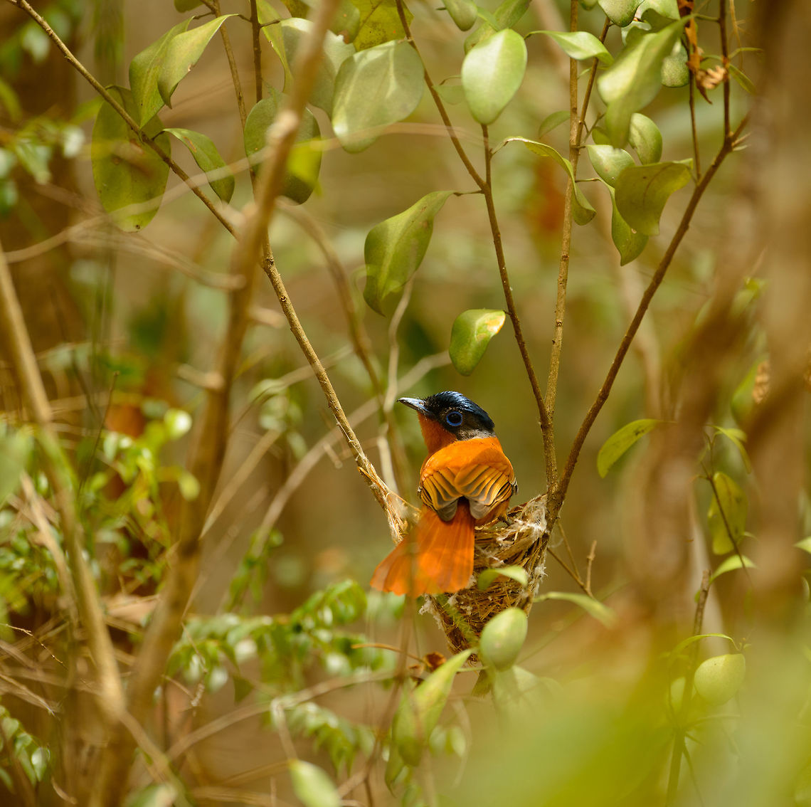 Malagasy Paradise flycatcher (female) nesting, Ankarafantsika, Madagascar  Africa,Ankarafantsika,Geotagged,Madagascar,Madagascar North,Malagasy paradise flycatcher,Spring,Terpsiphone mutata,World